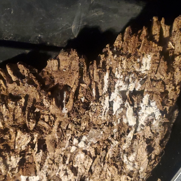 Very cool large holey wood piece for Terrarium, decor, art, crafts etc! - Picture 5 of 8